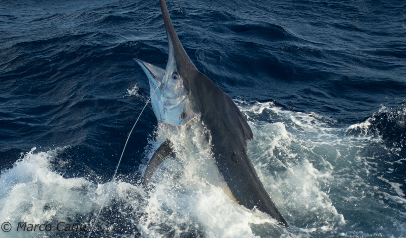 giant black marlin