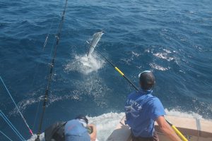 black marlin hotshot marlin fishing charters