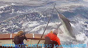 Hotshot Charters black marlin