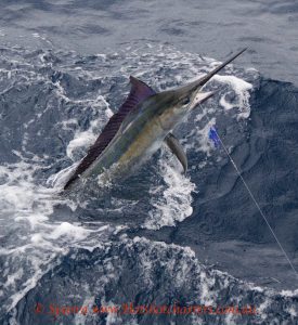 www.hotshotcharters.com.au fishing black marlin