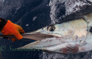 fishing for blue marlin