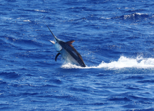 Fishing onboard Hotshot Charters