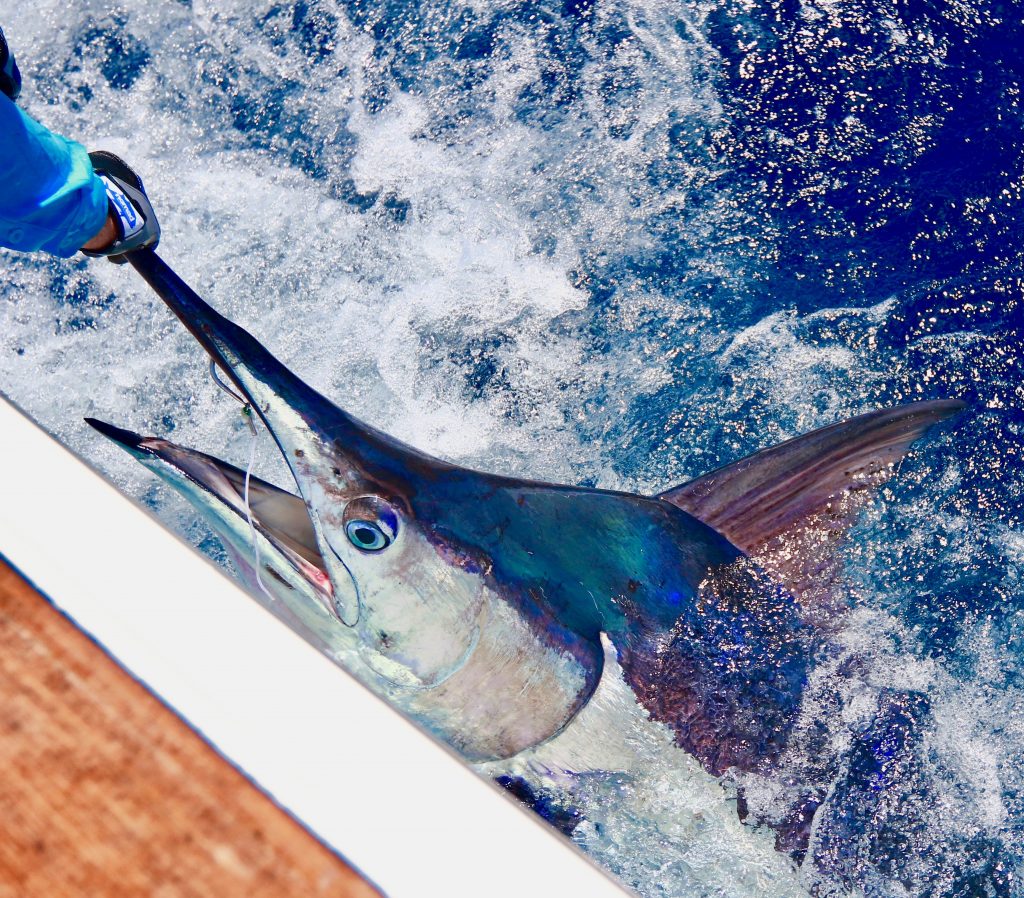 Blue marlin on light tackle HotShot Charters 