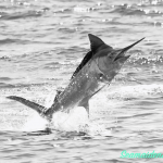 Jan Fishing Report and News 31 tagged and released billfish