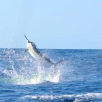 Blue Marlin Fishing Gold Coast