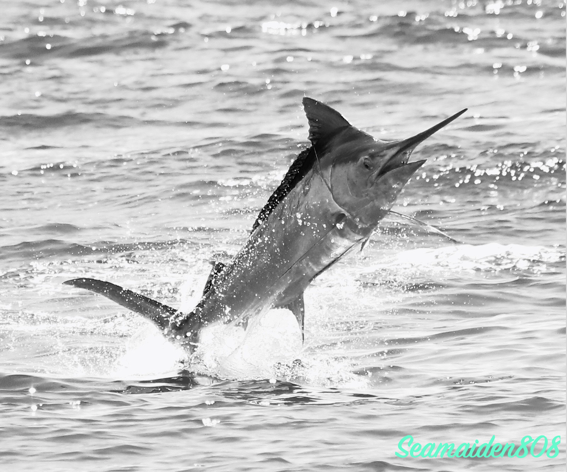 Black and white marlin